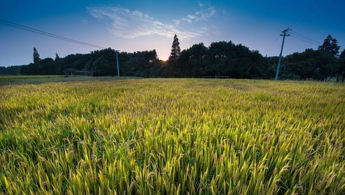 純農地區發展之道 輸血與造血并重，推動畜產品購銷貿易
