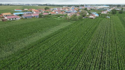 科學(xué)施策助農(nóng)減災(zāi)，守牢糧倉——農(nóng)業(yè)大省吉林受災(zāi)農(nóng)田生產(chǎn)恢復(fù)直擊