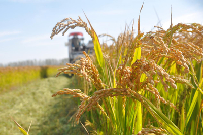 江蘇啟動(dòng)農(nóng)業(yè)“兩區(qū)”劃定，力爭(zhēng)五年內(nèi)基本完成建設(shè)，夯實(shí)糧食安全根基