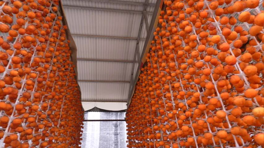 和美鄉(xiāng)村|磁縣 冰柿破局，甜了鄉(xiāng)親！