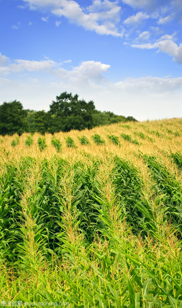 鄉(xiāng)間田野的藍(lán)調(diào)敘事